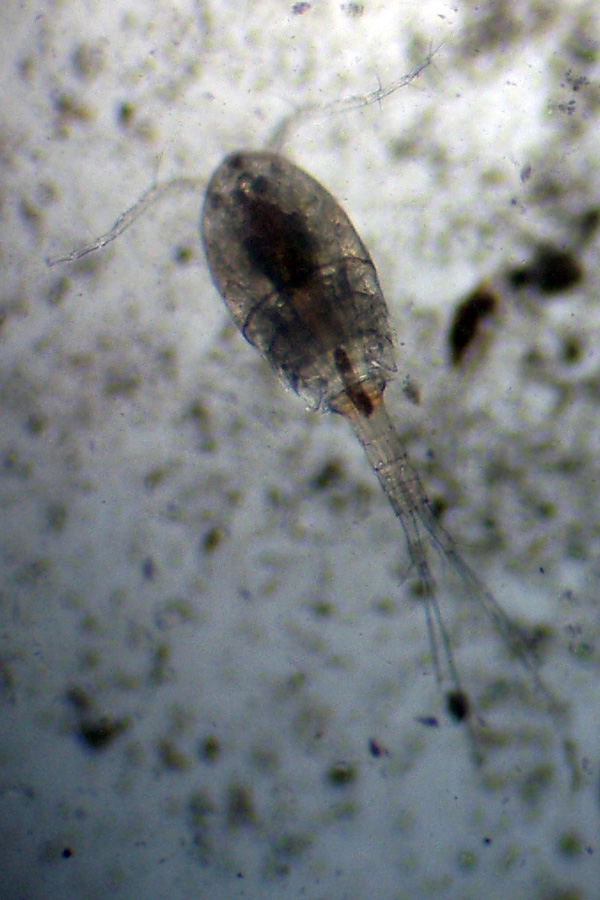 Mamma Copepoda